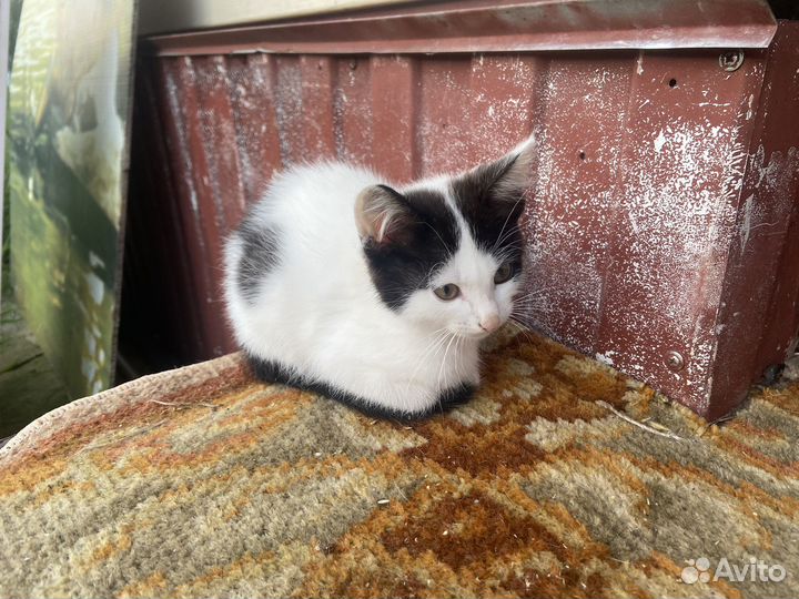 Котятки в добрые руки