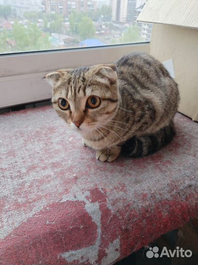 Найдена кошка