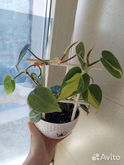 Филодендрон сканденс бразил