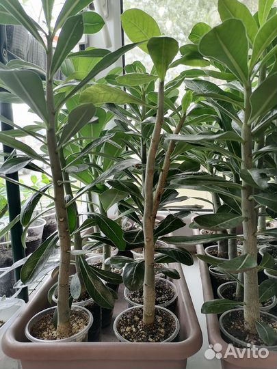 Адениум обесум