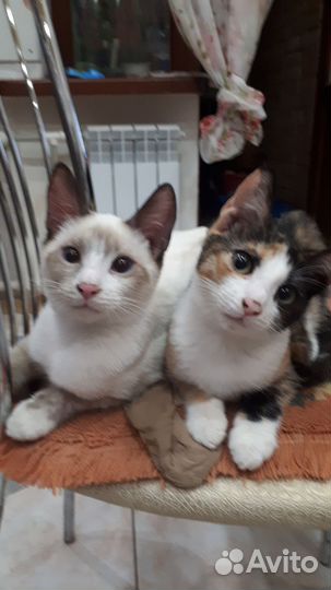 Кошка в дар бесплатно