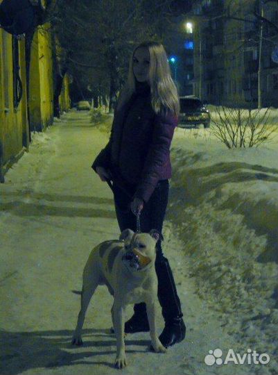 Передержка для животных. Ситтер. Выгул собак