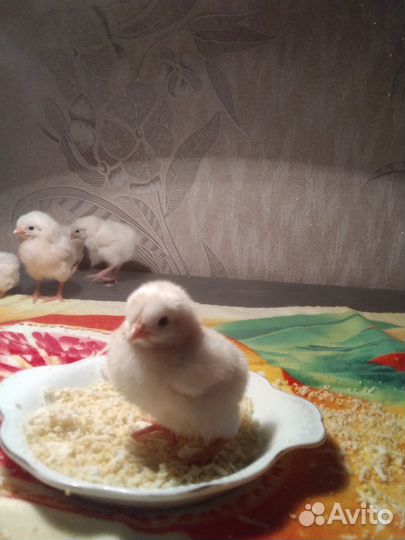 Яйцо инкубационное породы кур Легорн стандарт