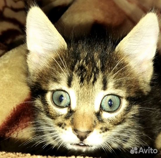 Отдам котёнка, ласковый, ест все, лоток знает