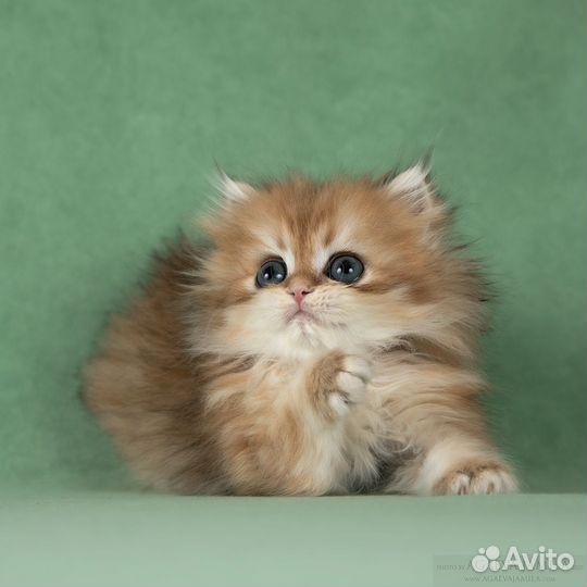 Котята золотые британские длинношёрстные шиншиллы
