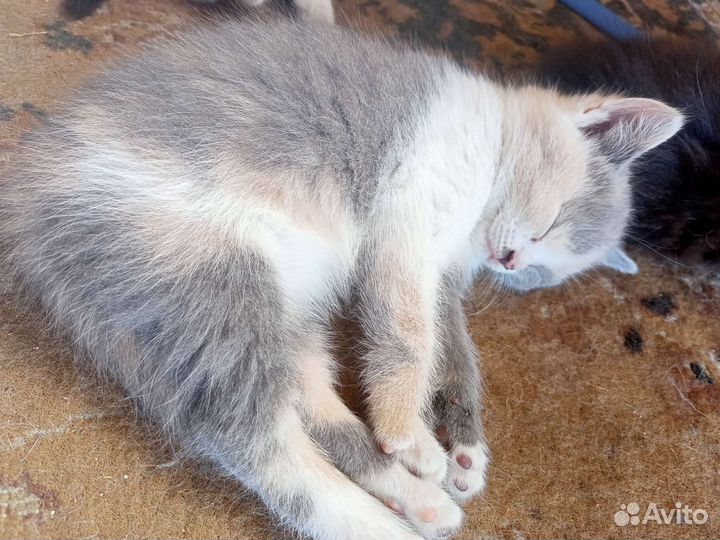 Котята отдам в добрые руки бесплатно