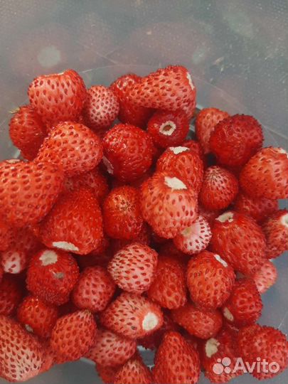 Кусты земляники