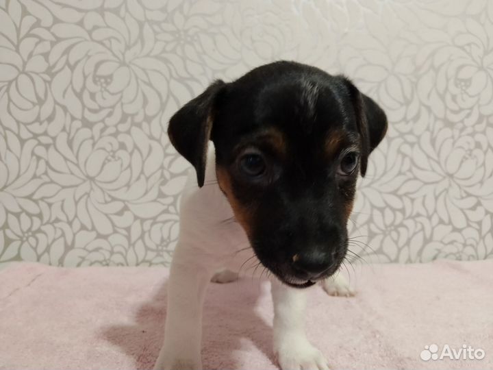 Щенки джек рассел терьер гладкошерстный