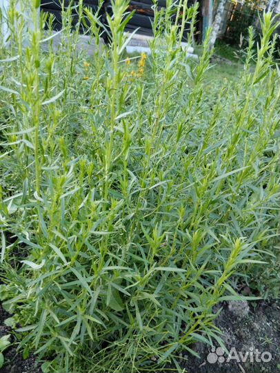 Эстрагон тархун