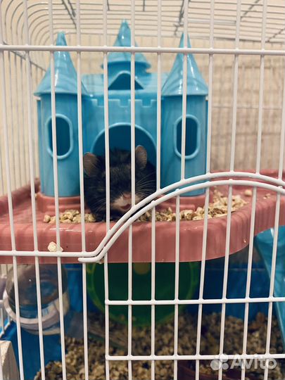 Джунгарик с клеткой, сирийский хомяк с клеткой