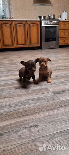 Мини той-терьер