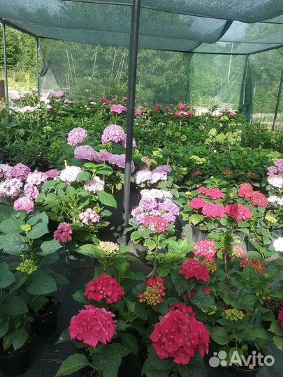 Гортензия метельчатая, древовидная, крупнолистная