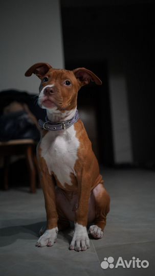 Питбуль вязка