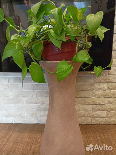 Эпипремнум-Сциндапсус