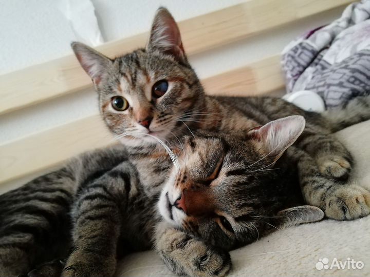 Бесплатно В Дар Кот и Кошка