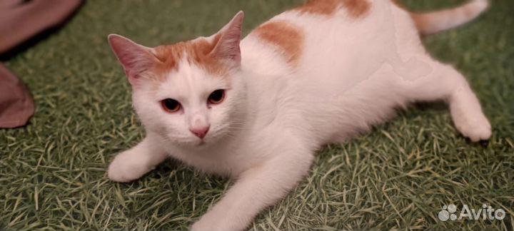 В добрые руки