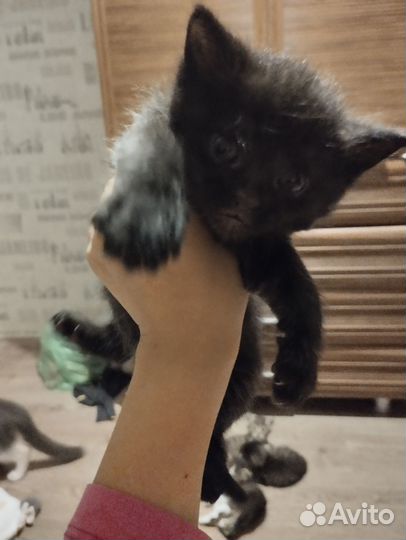 Британская вислоухая кошка