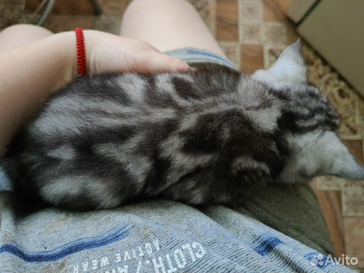 Шотландский котенок мальчик