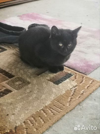 Котята шотландские полукровки