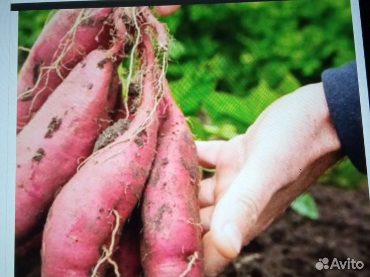 Батат рассада