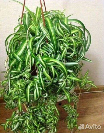 Комнатные цветы