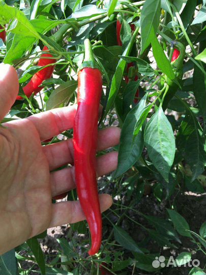 Перец горький красный