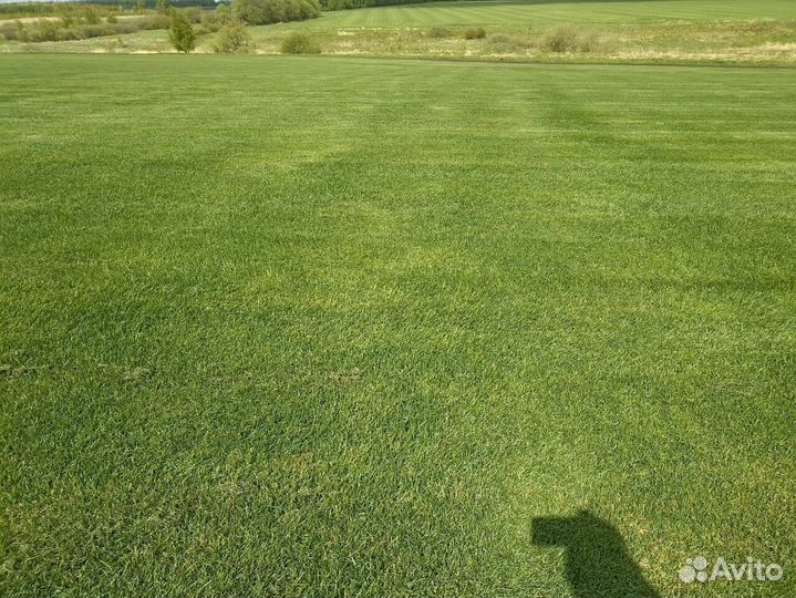 Рулонный газон