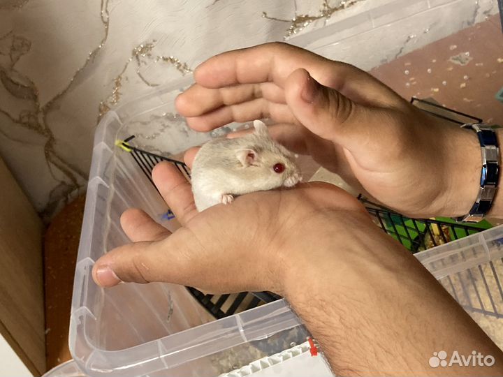 Джунгарский хомяк