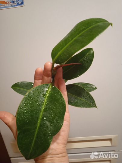 Фикус, филодендрон