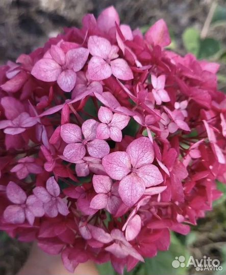 Гортензия древовидная Руби Анабель цветущая