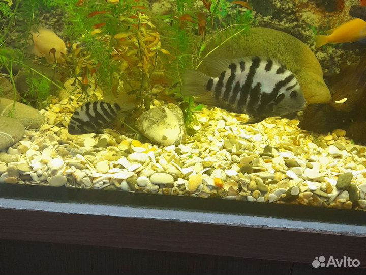 Йохани,Цихлиды Аулонокары,рыбки