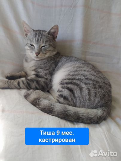 Прекрасный Тишка, 9 мес кастрирован, отличный кот