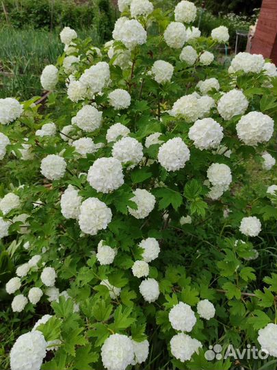 Калина бульденеж