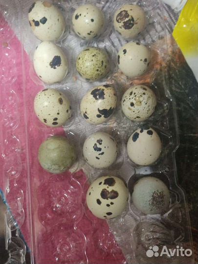Домашние куриные, перепелиные яйца