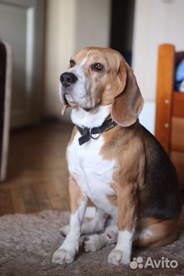 Бигль. Вязка