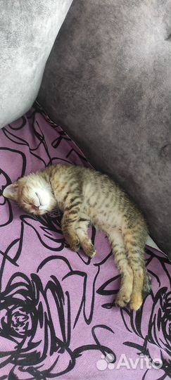 Котëнок девочка в добрые руки
