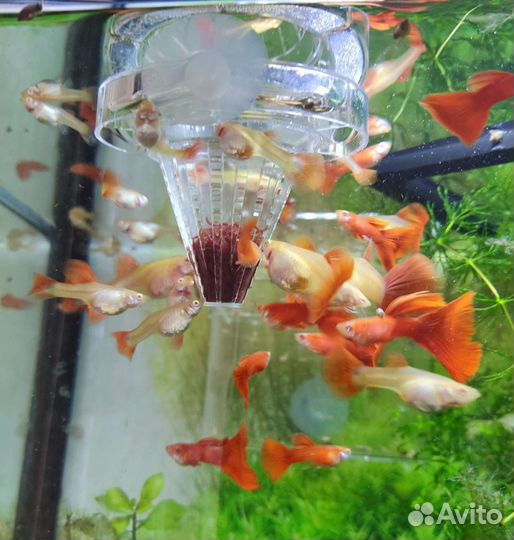 Гуппи чистая линия red full albino