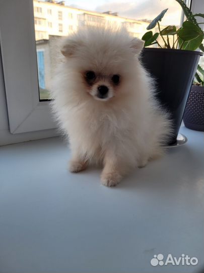 Померанский шпиц