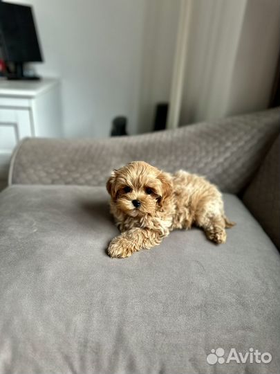 Мальтипу Ф1 мини мальчик