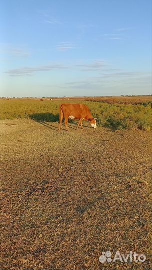 Корова с теленком