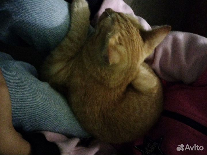Кот в добрые руки