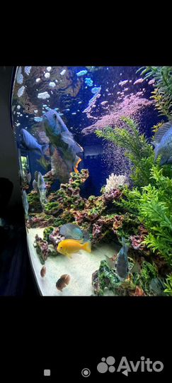 Большой аквариум с рыбками, тумбой и оборудованием