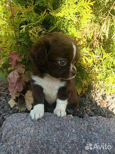 Веселые чихуашки