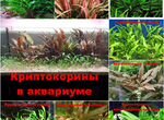Аквариумные растения, растения в аквариум