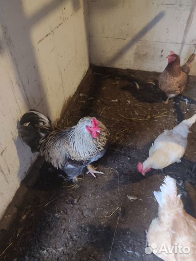 Продаю петуха