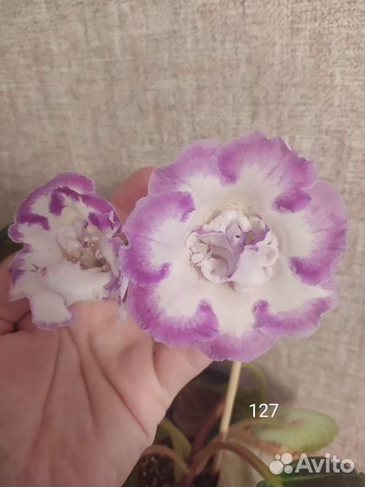 Глоксиния укорененная