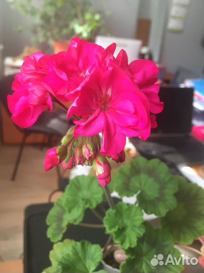 Герань пеларгония