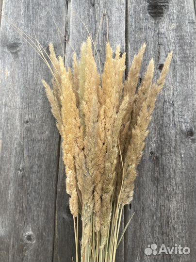 Вейник, фалярис