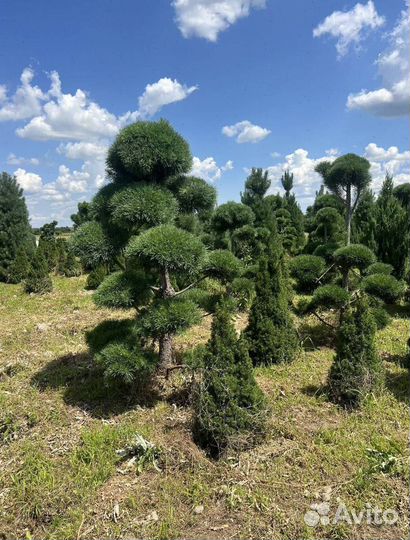 Можжевельник Блю Эрроу из питомника с доставкой