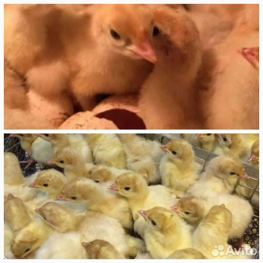 Индюшата суточные